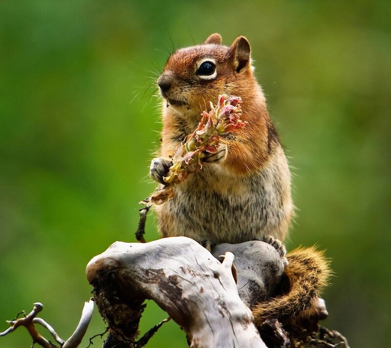 Chipmunk Holding Plant — Brown