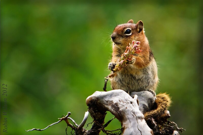 Chipmunk Holding Plant