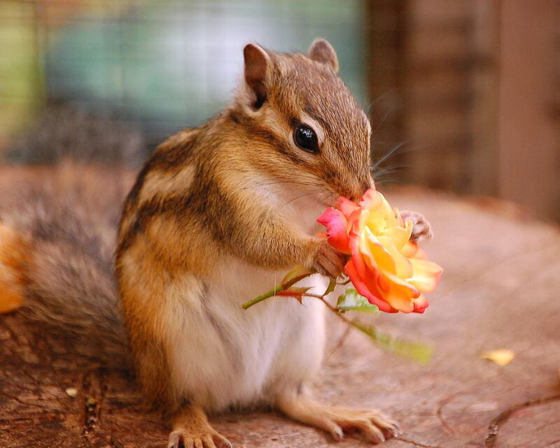 Chipmunk Holding Rose