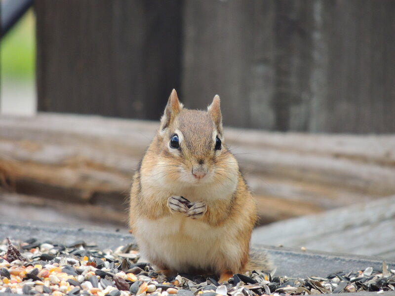 Chipmunk Holding Seeds