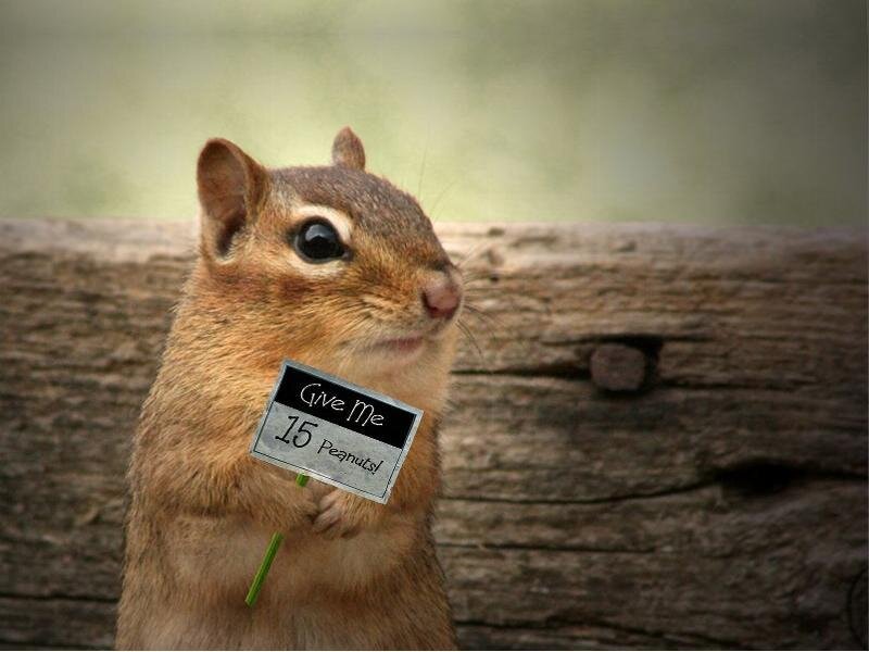 Chipmunk Holding Sign