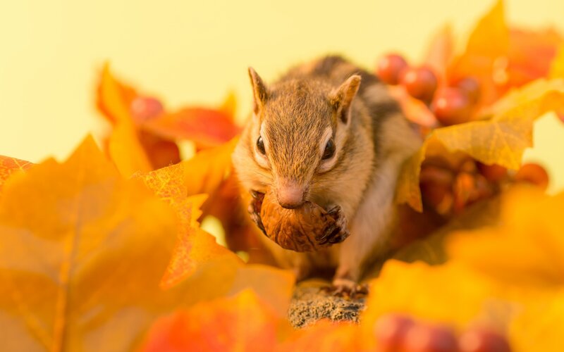 Chipmunk Holding Walnut