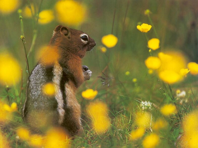 Chipmunk in a field of flowers
