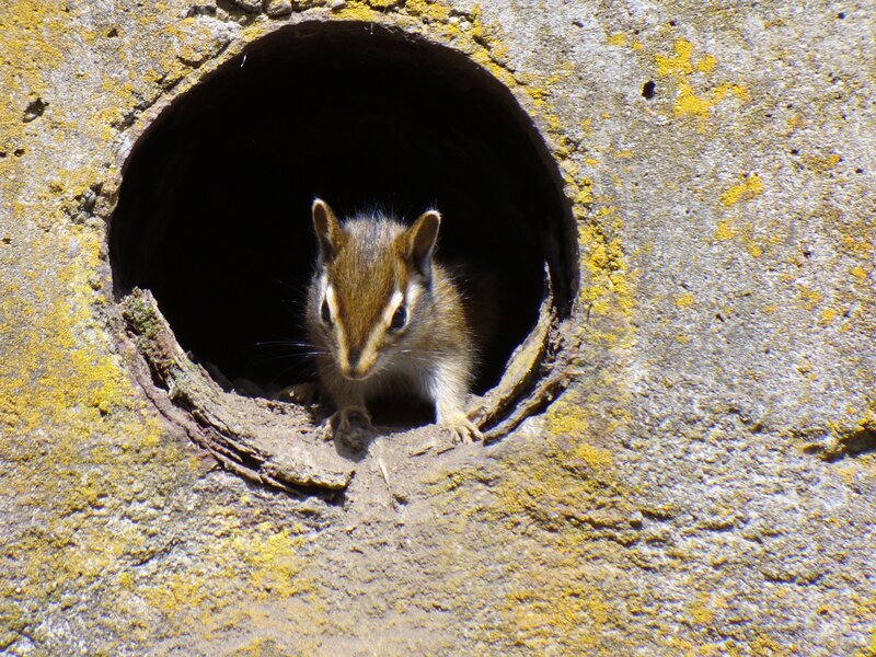 chipmunk in a hole