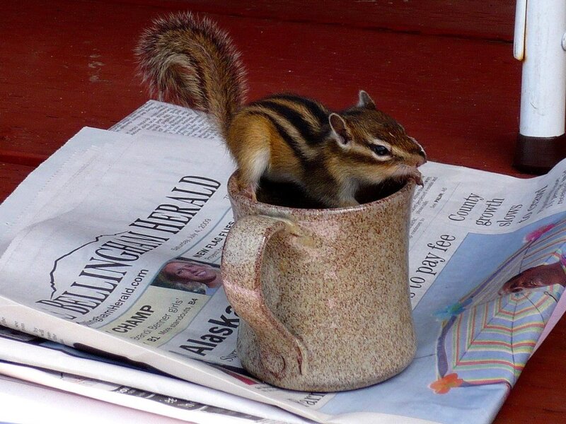Chipmunk in a Mug — Brown, Curious