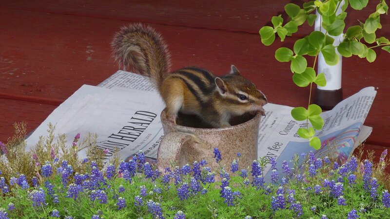 Chipmunk in a Mug — Brown