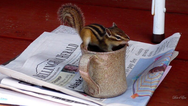 chipmunk in a mug