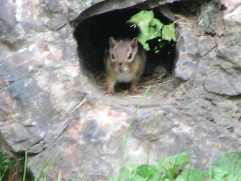 chipmunk in a rock hole