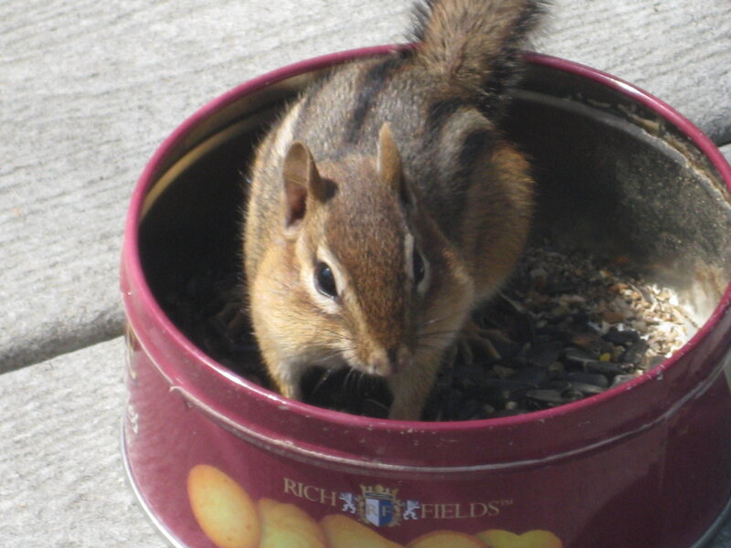 chipmunk in a tin can
