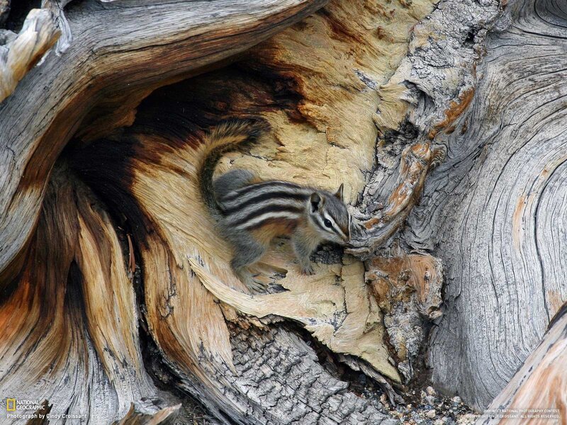 Chipmunk in a tree hollow