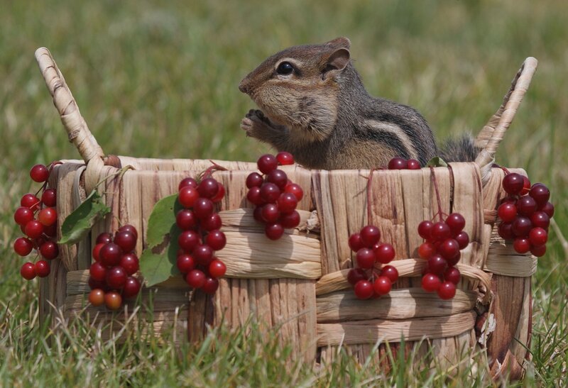 Chipmunk in Basket