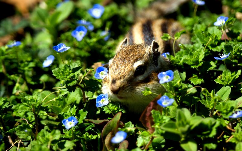 Chipmunk in Flowers