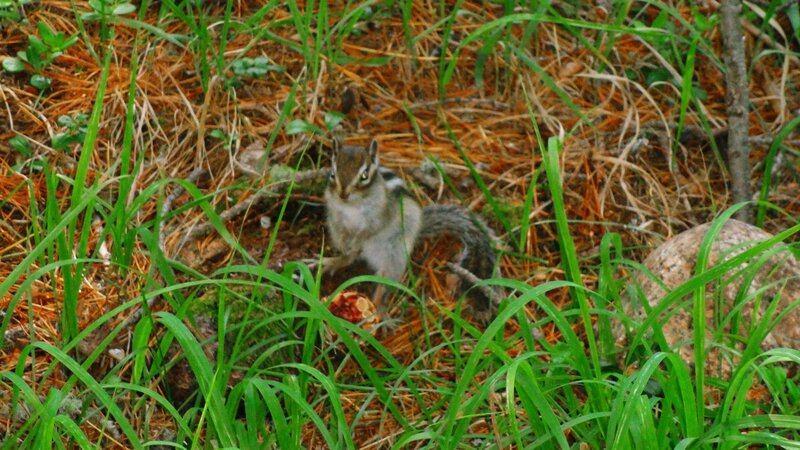 Chipmunk in forest grass