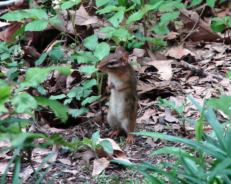Chipmunk in forest undergrowth