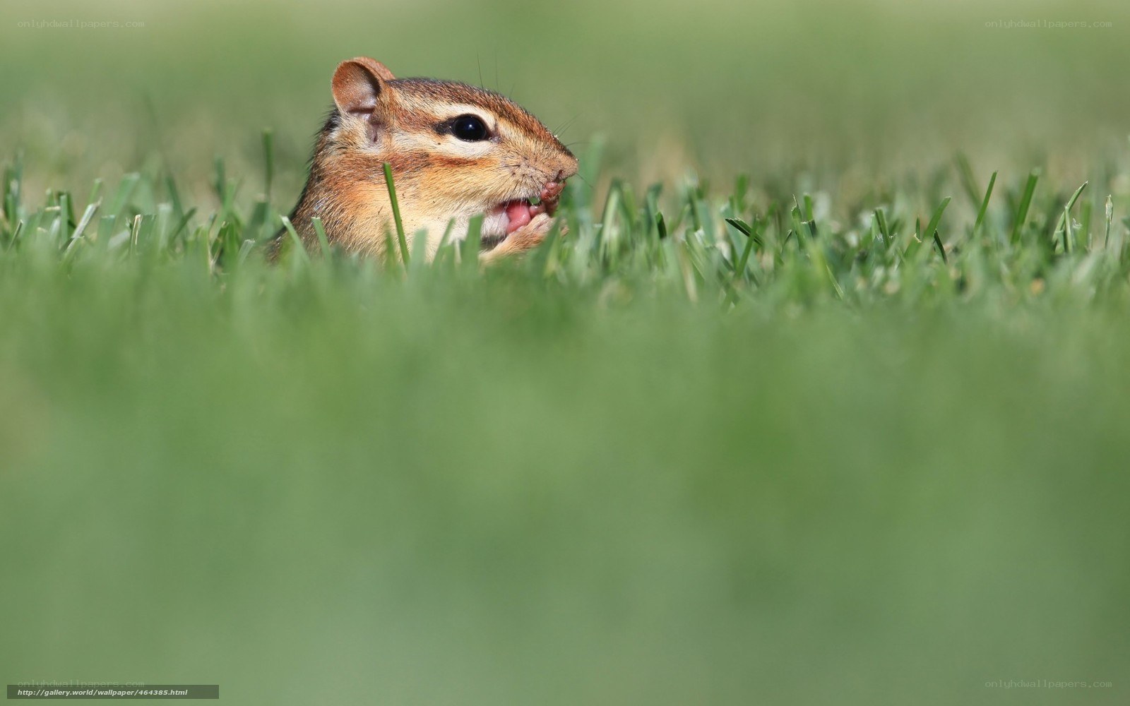 chipmunk in grass eating