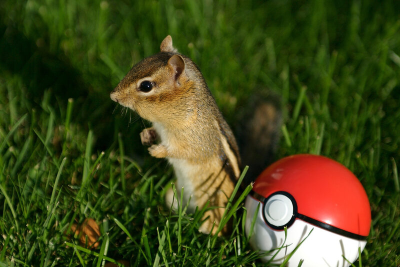 Chipmunk in Grass — Green, Calm, Afternoon, Photograph, Poke Ball