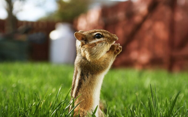 Chipmunk in Grass — Green, Calm, Afternoon, Photograph