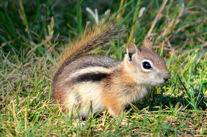 Chipmunk in Grass — Green, Calm, Afternoon