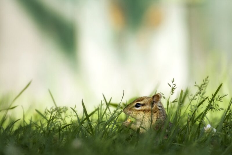 Chipmunk in Grass — Green, Calm, Morning