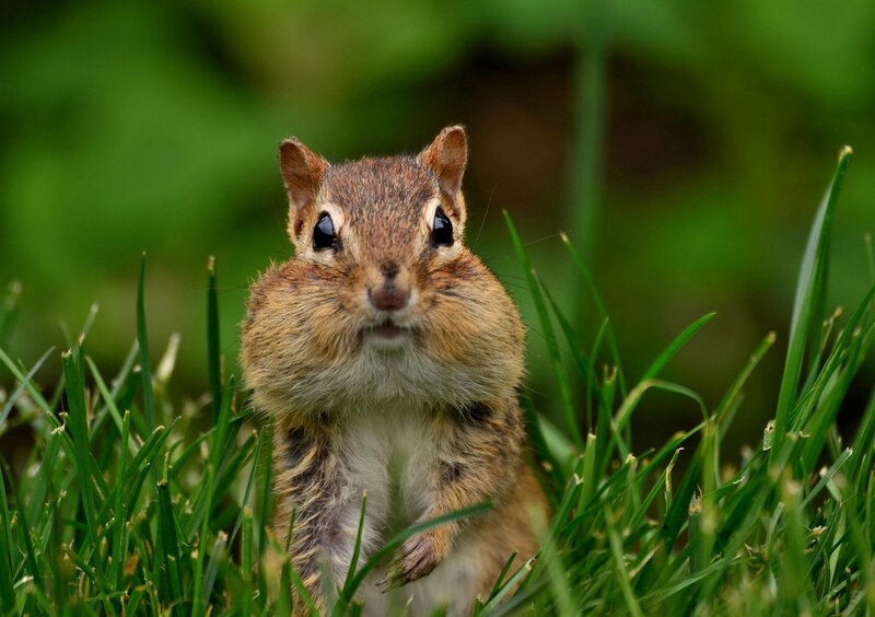 Chipmunk in Grass — Green, Curious, Photograph