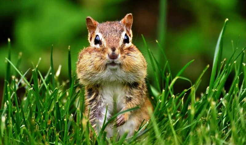 Chipmunk in Grass — Green, Curious