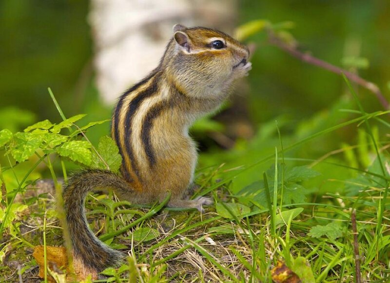 Chipmunk in Grass