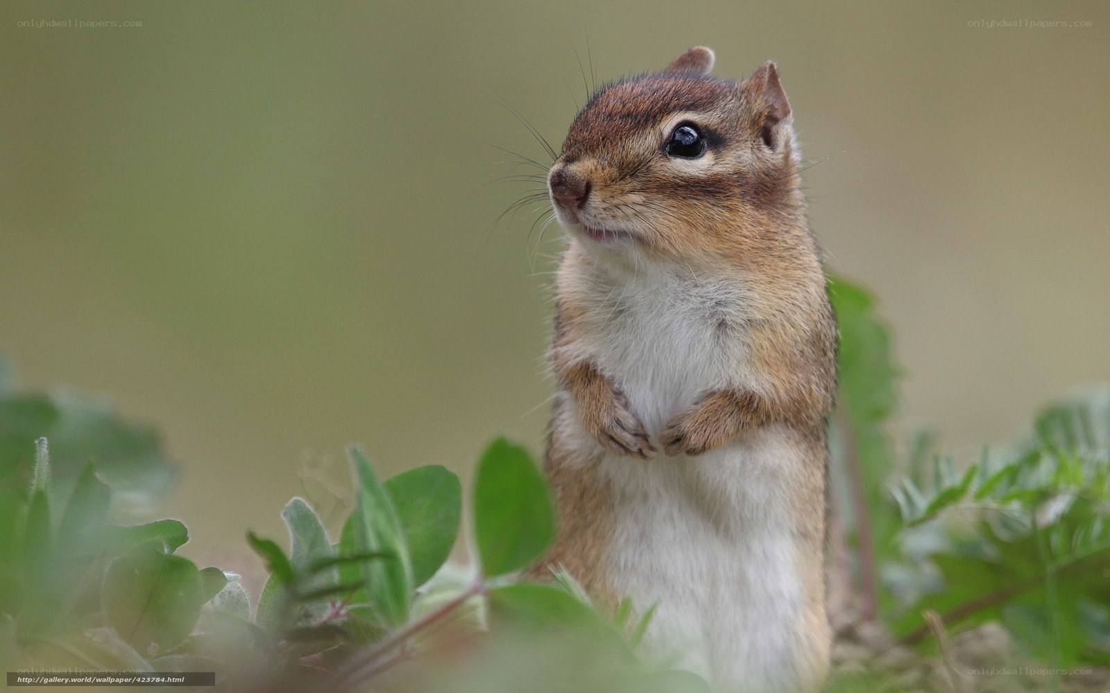chipmunk in green foliage