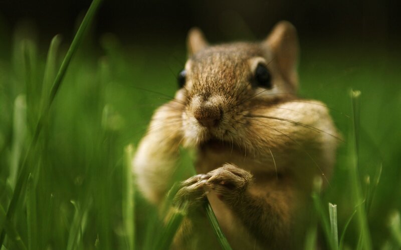 chipmunk in green grass