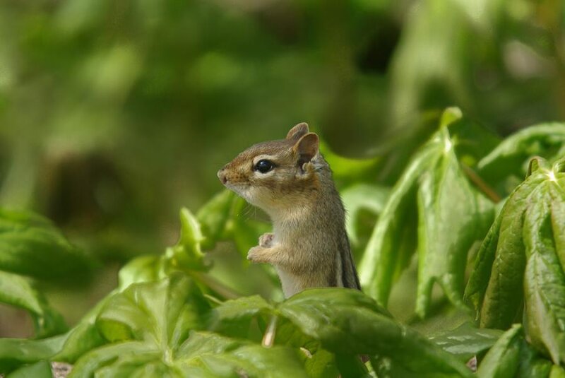 Chipmunk in Green Leaves