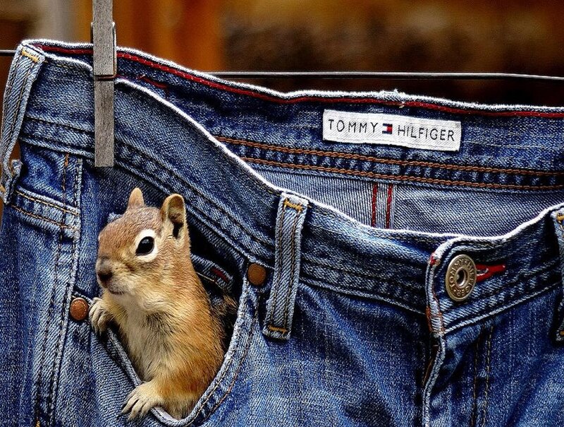 Chipmunk in Jeans Pocket