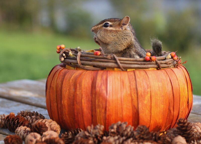 Chipmunk in Pumpkin