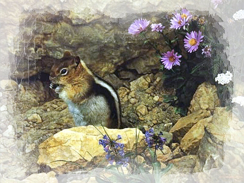 Chipmunk in Rocky Area