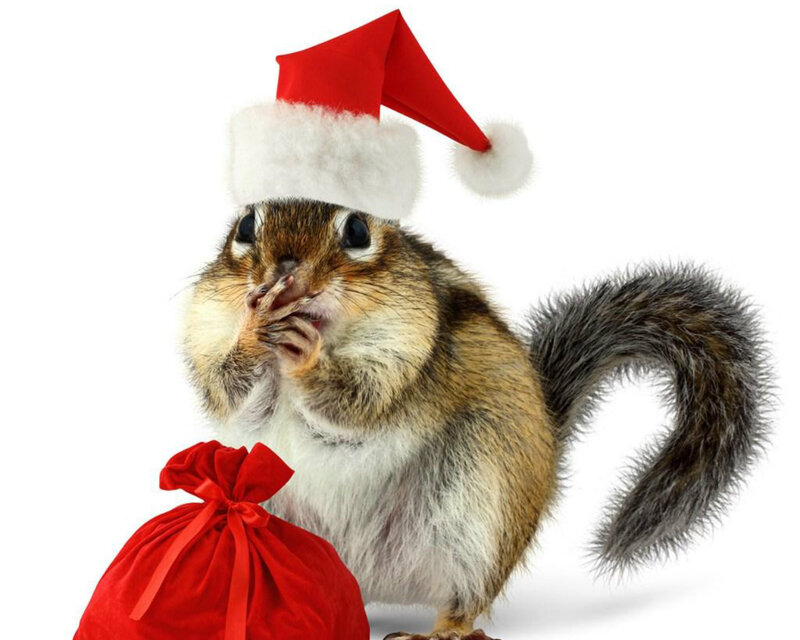 Chipmunk in Santa Hat — Red