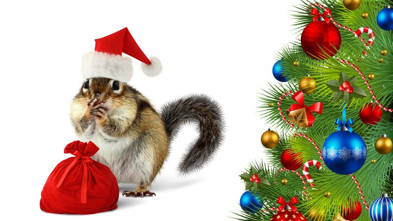 Chipmunk in Santa Hat