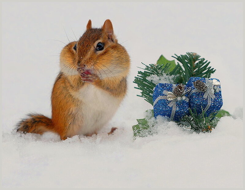 Chipmunk in Snow