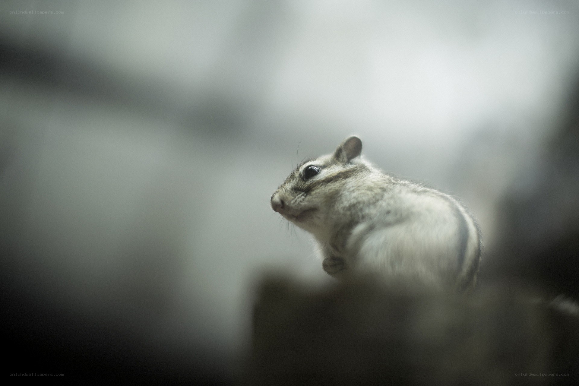 chipmunk in soft focus