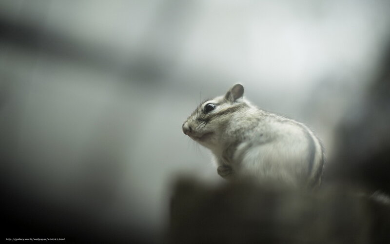 chipmunk in soft focus