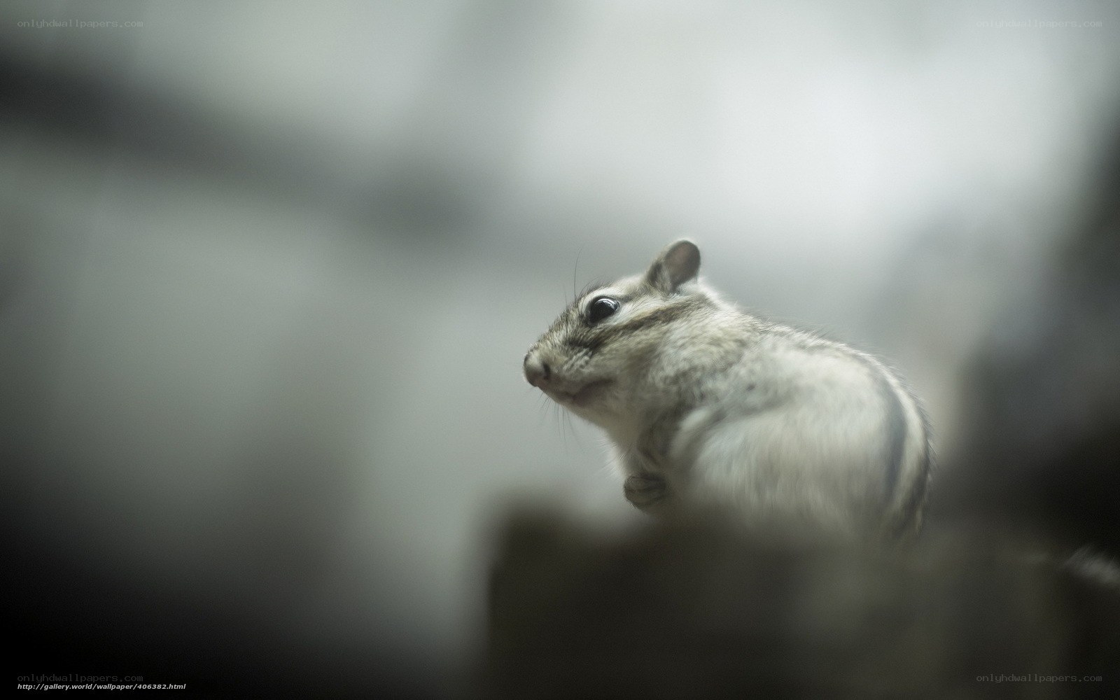chipmunk in soft focus