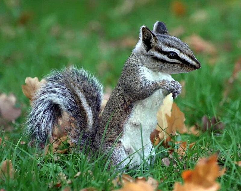 Chipmunk in the grass