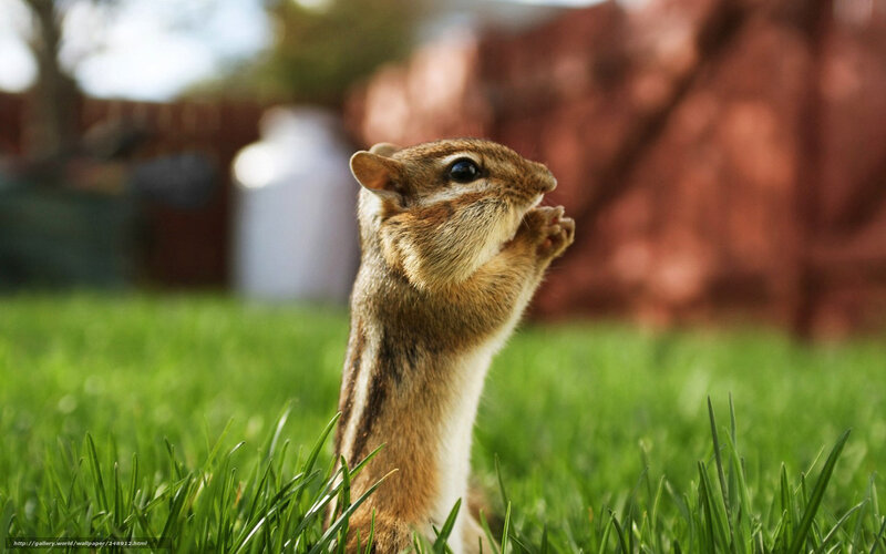 chipmunk in the grass