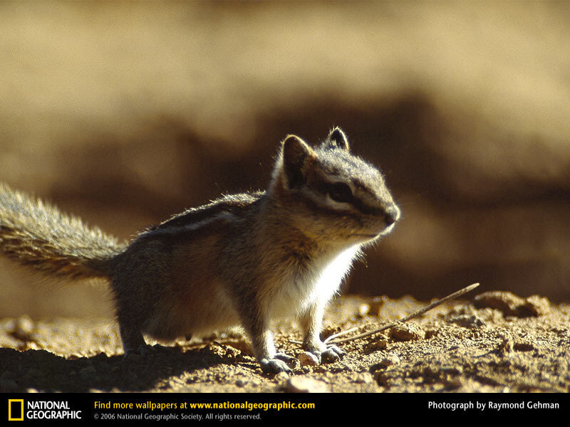 Chipmunk in the sun
