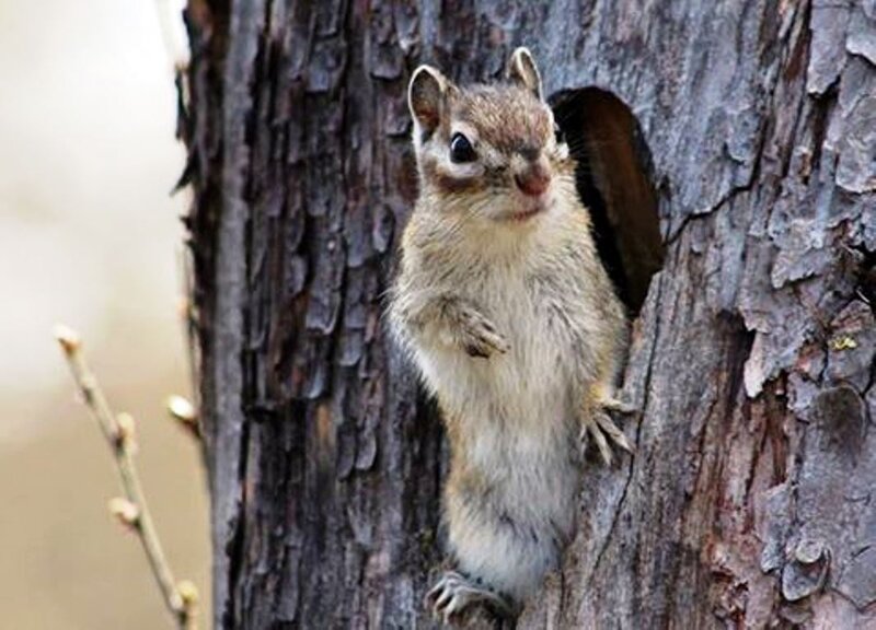 Chipmunk in Tree