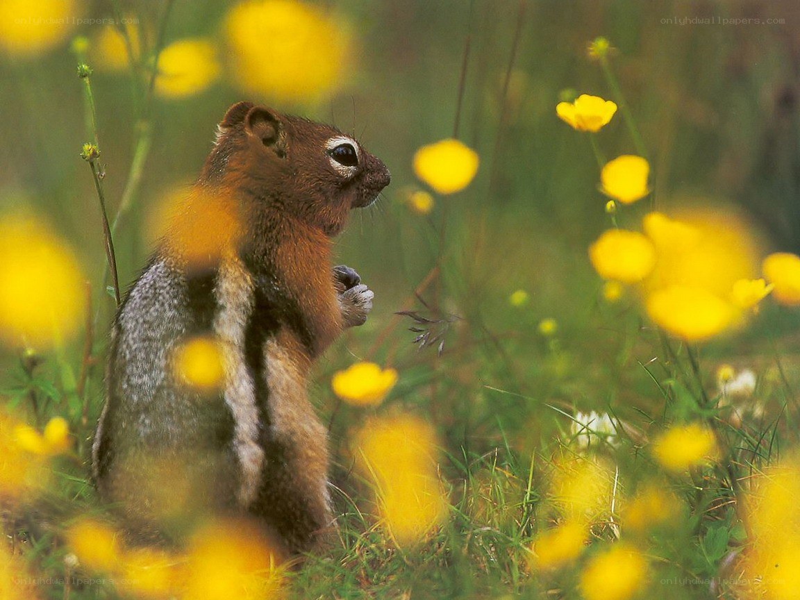 Chipmunk in yellow flowers