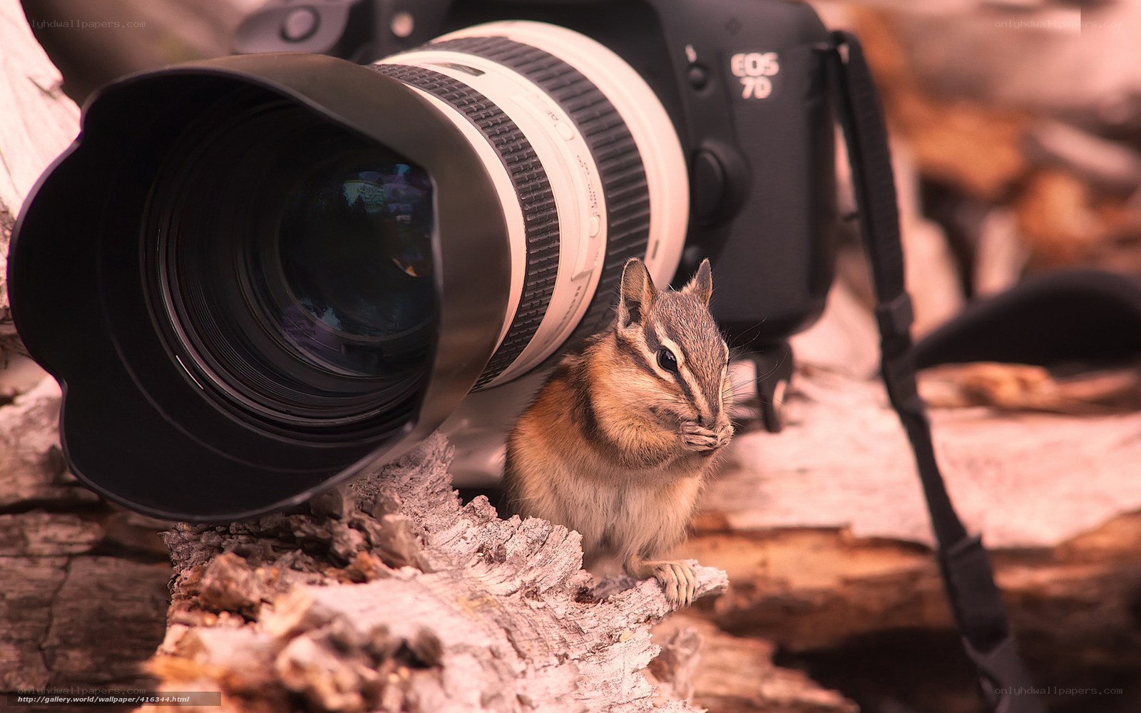 Chipmunk near camera lens
