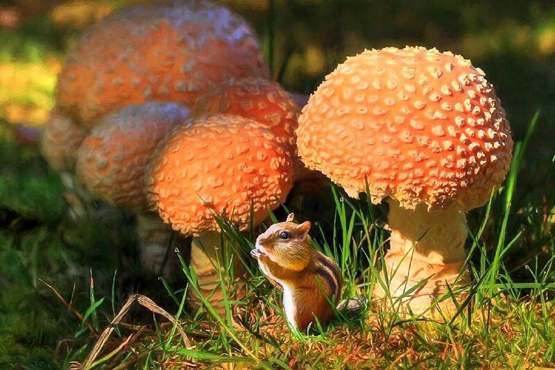 Chipmunk Near Mushrooms