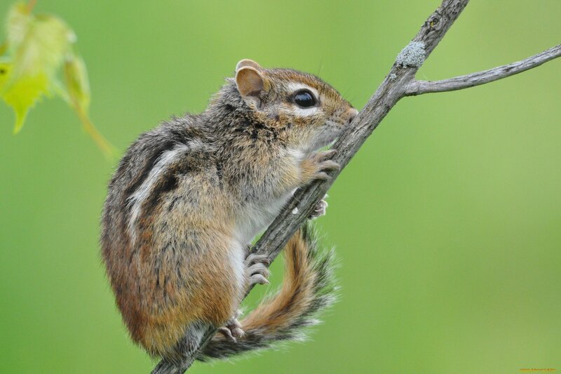 Chipmunk on a Branch — Green, Calm