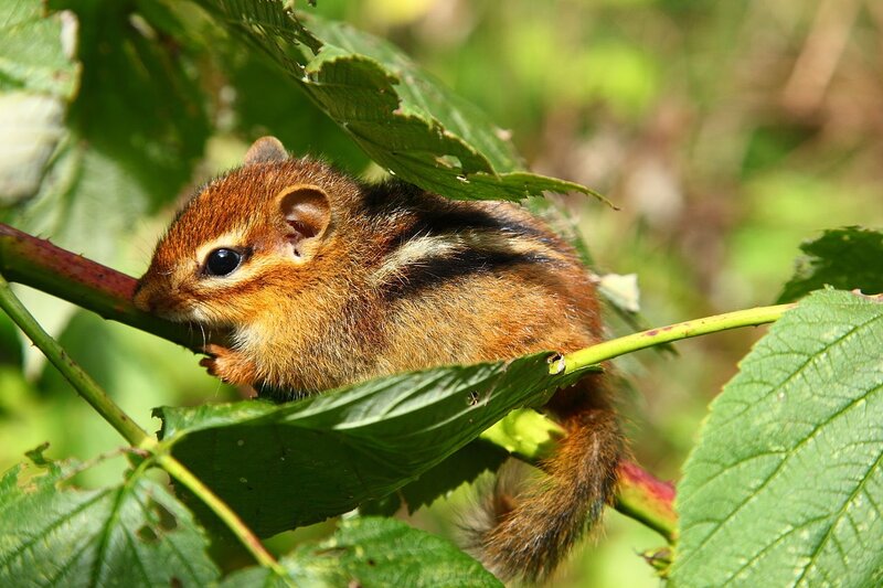 Chipmunk on a Branch — Green