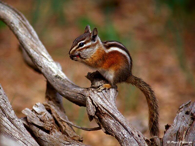 Chipmunk on a Branch