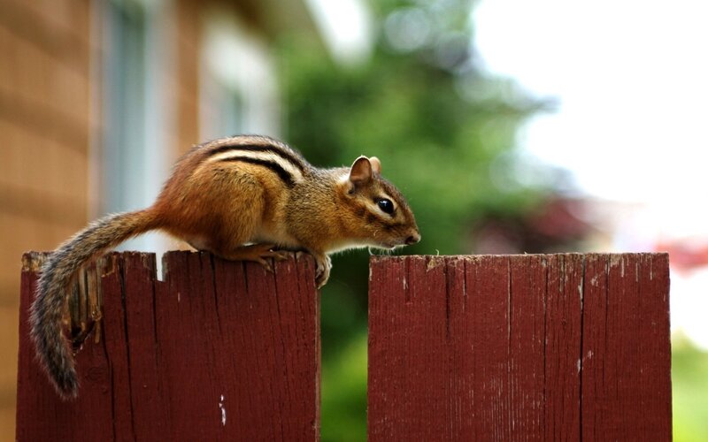 chipmunk on a fence