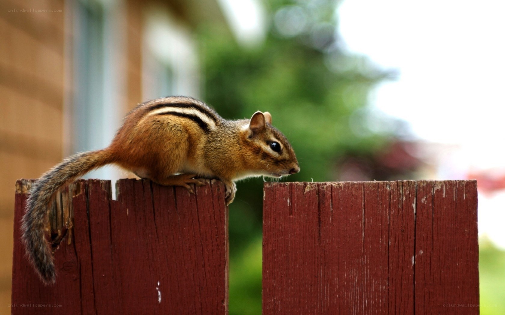 chipmunk on a fence